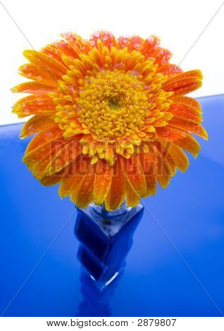 Gerbera