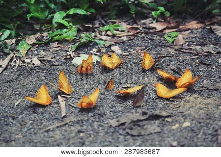 Beautiful Yellow Butterfly In Cuc Phuong Forest