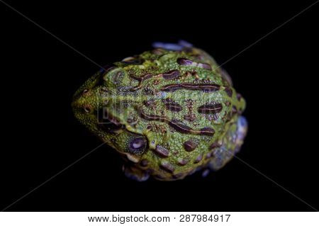 The Small Froglet Of African Bullfrog On Black