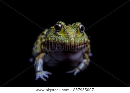 The Small Froglet Of African Bullfrog On Black