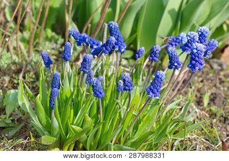 Muscari Flowers (lat. Micah Latifolium Kirk) On Spring Flowerbed
