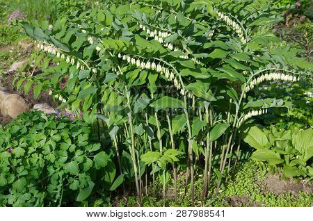 Polygonatum Multiflorum Blooms On A Flower Bed In The Garden