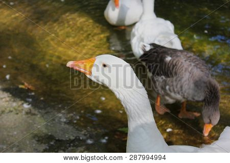 Ducks And Geese At The Agios Nikolaos Park Naousa Greece