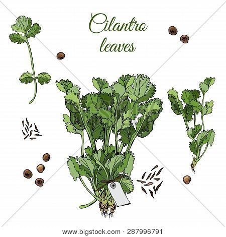 Set  With  Bundles Of  Leaves Of Cilantro And Spices. Hand Drawn Ink And Colored Sketch Isolated On 