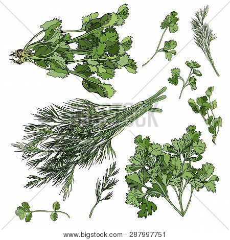Collection Of Different Bundles Of Herbs. Hand Drawn Ink And Colored Sketch Isolated On White Backgr