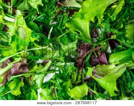 Close Up Green Greenery Background, Lettuce, Spinach, Microsprouts