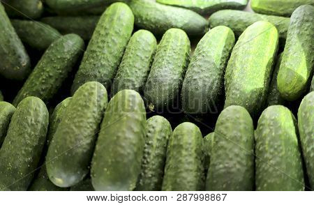 A Group Of Fresh Green Cucumbers Stacked In Rows. Cropped Shot, Horizontal, Close-up. Concept Of Agr