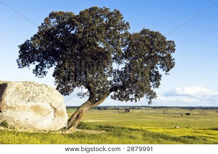 Oak Tree - Quercus Ilex