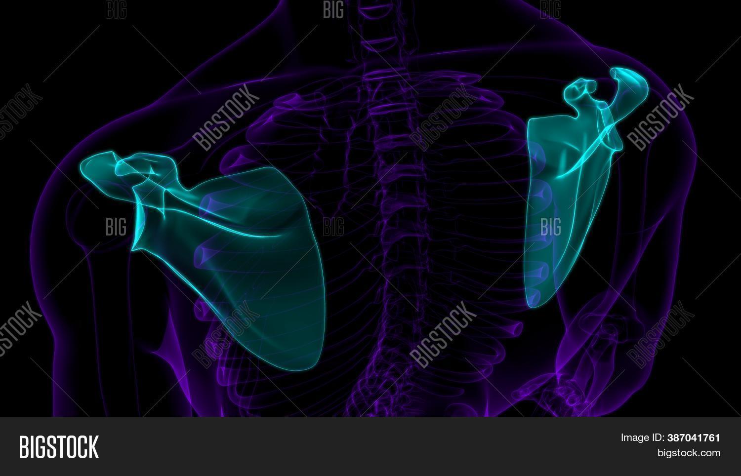 Scapula Rendering Human Skeleton Anatomy Image & Photo (Free Trial) | Bigstock