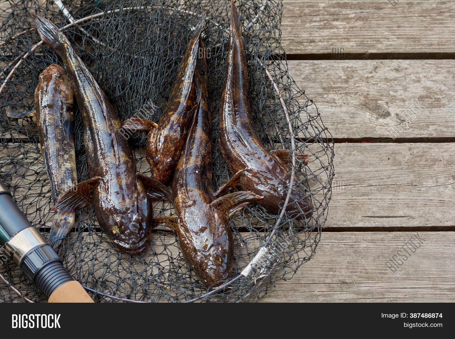 Amateur Fishing, Fresh Image and Photo