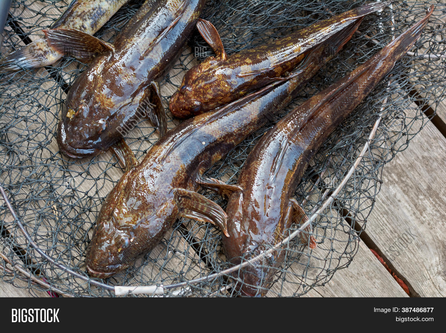 Amateur Fishing, Fresh Image and Photo