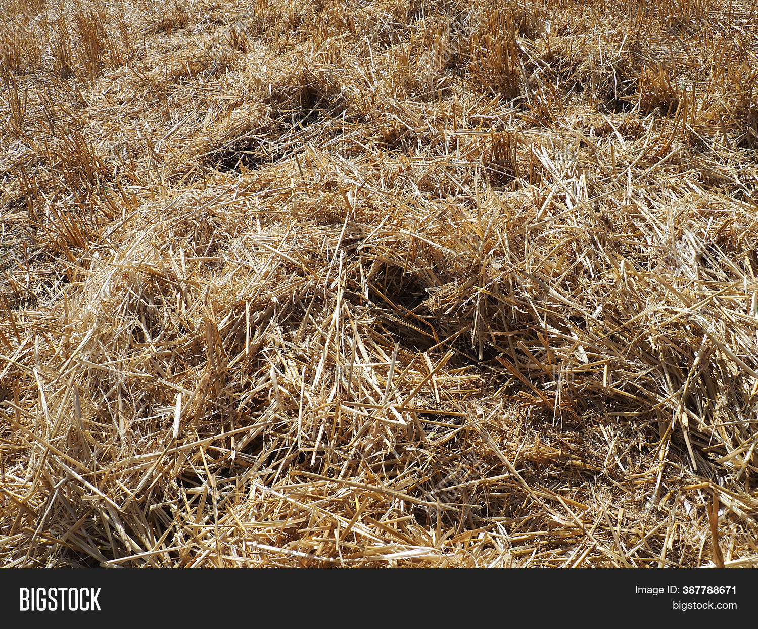Hay Harvested Wheat Image & Photo (Free Trial) Bigstock