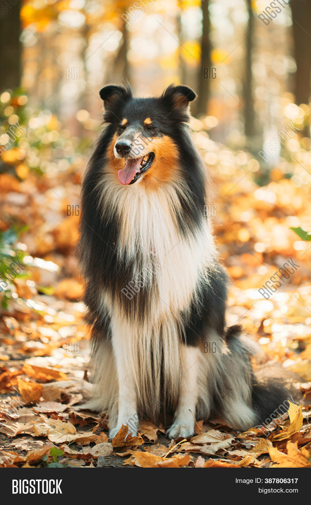 Tricolor Rough Collie Image & Photo (Free Trial) | Bigstock