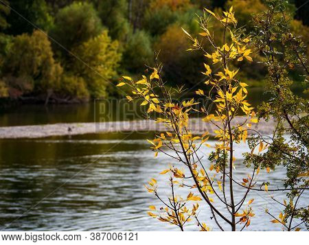 Riparian Fall Color Chnage Along River Yellow Leaves
