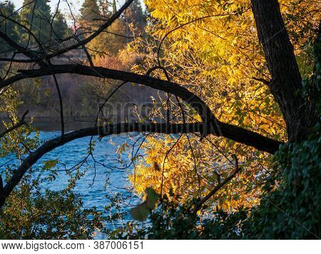 Riparian Forest In Fall Color Chnage Along River