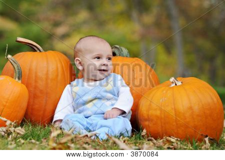 Baby zucca