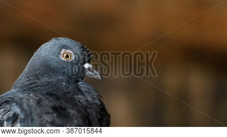 Large Orange Eye Iris Of Common Pidgeon. Ruffled Feathers Of Regular Rock Dove Plumage (columba Livi