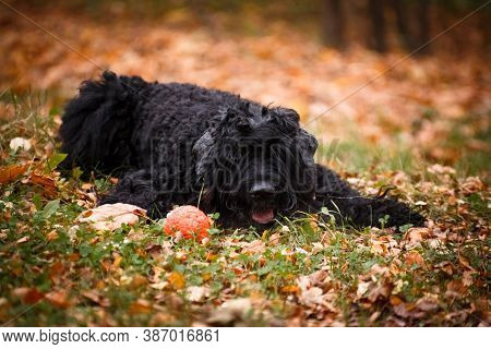 A Dog Of The Russian Black Terrier Breed, A Large And Formidable Dog Bred By Soviet Breeders, Lies O