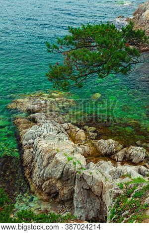 Rock And Sea With A Green Branch Of A Coniferous Tree, Sea Stony Coastline Telyakovsky Bay Primorsky