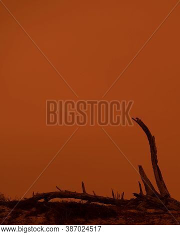 Monterey Dead Tree On The Ground Against The Orange Sky Due To The Dolan Fire In The Big Sur, During