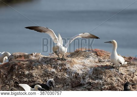 Northern Gannet With Spreadout Wings Landing In A Breeding Colony At Cliffs Of Helgoland Island, Ger