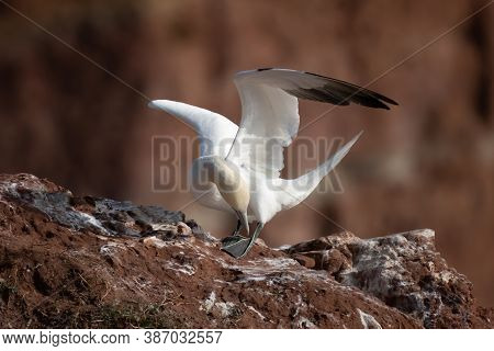 Northern Gannet With Spreadout Wings Land On A Cliff Of Helgoland Island, Germany