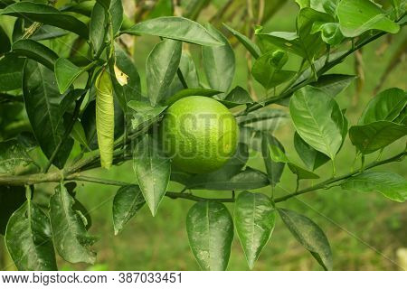 Yellow And Green Malta Lemon Food It Is Commonly Called As Sangtra With Vitamin C And Other Vitamin