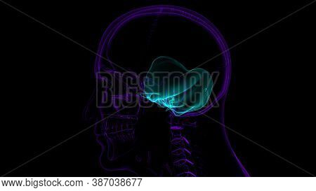 Human Skeleton Skull Temporal Bone Anatomy For Medical Concept
