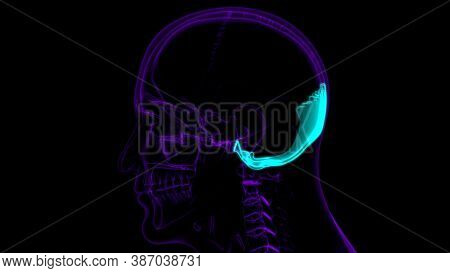 Human Skeleton Skull Occipital Bone Anatomy For Medical Concept
