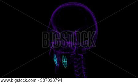 Human Teeth Premolars Anatomy 3D Illustration