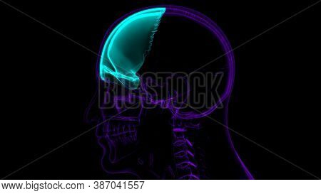 Human Skeleton Skull Frontal Bone Anatomy For Medical Concept