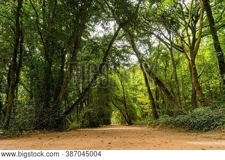 Woods Of Rainha D. Leonor , In Caldas Da Rainha - Portugal, Borders The Parque D. Carlos I And Is Ch