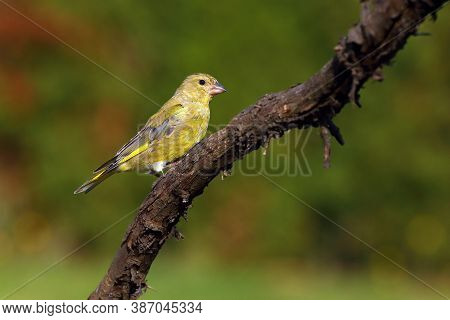 The European Greenfinch, Or Just Greenfinch (chloris Chloris) Sits On A Twig. Small Green European P
