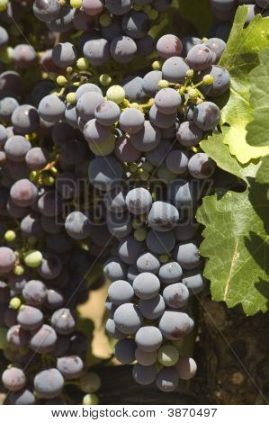 Grapevine en Napa Valley, California