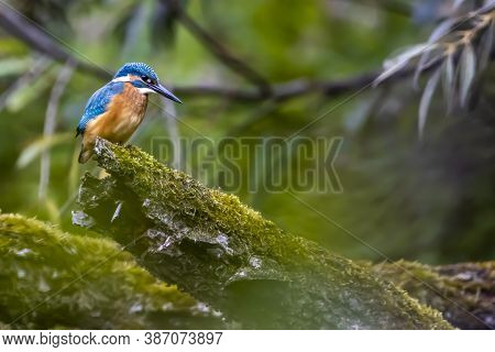 A Colorful Kingfisher Sitting On A Tree In A Pond At The Nature Reserve Mönchbruch Next To Frankfurt