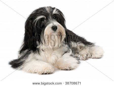 Søde liggende Bichon-Havanese hundehvalp