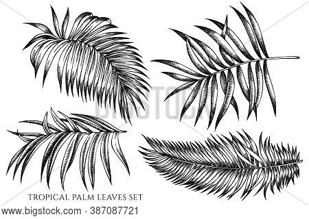 Vector Set Of Hand Drawn Black And White Tropical Palm Leaves Stock Illustration