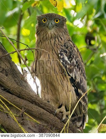 A Large Brown Fish Owl (ketupa Zeylonensis), Perched On A Tree Branch, In The Forests Of Jim Corbett