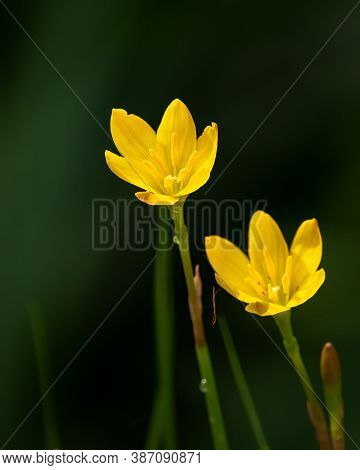 Pair Of Yellow Rain Lily Flowers (zephyranthes Sulphurea), Blooming In The Garden.