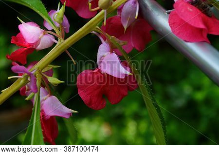 Garden Balsam, Impatiens Balsamina Linn Flower In Garden
