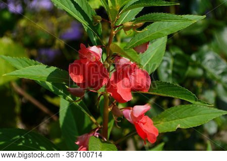 Garden Balsam, Impatiens Balsamina Linn Flower In Garden