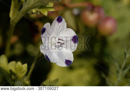 Flower Of A Fivespot, Nemophila Maculata