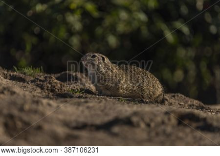 Ground Squirrel Animal In Summer Sunny Hot Morning