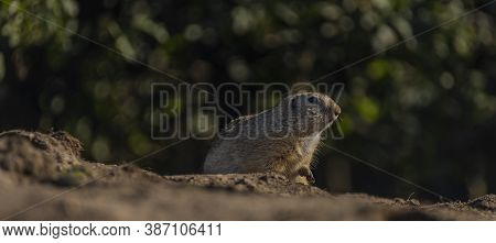 Ground Squirrel Animal In Summer Sunny Hot Morning