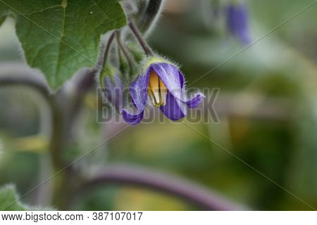 Flower Of A Cow's Udder, Solanum Mammosum