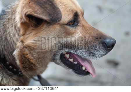 Beautiful Dog Opened Its Mouth And Stuck Out Its Tongue