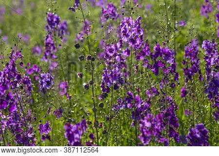 Wild Blue Flowers Delphinium Elatum. Larkspur Flowers. Summer Blooming Meadow. Flowering Field In Th