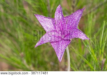 Wild Flowers, Medicinal Plants, Various Crocus Photos