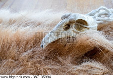 Bird Skull On A Animal Fur. Necklace For Rituals Of A Druid Or Magician.