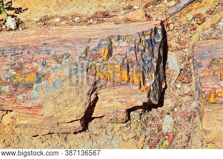 Petrified Wood Close Up, Colorful Shades Of Red, Orange, Purple, Yellow And Grey Example Of Fossiliz